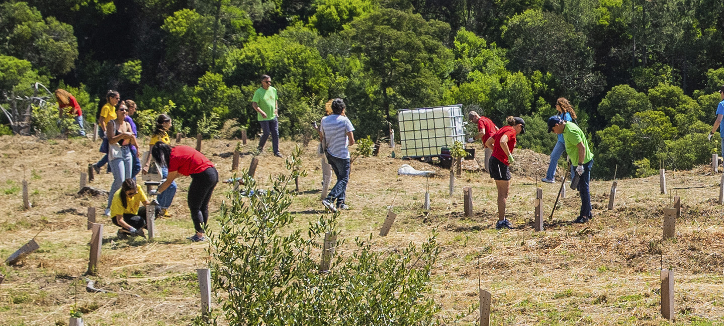 várias pessoas a plantar árvores