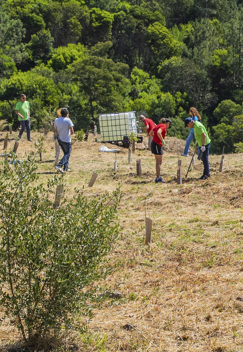 várias pessoas a plantar árvores