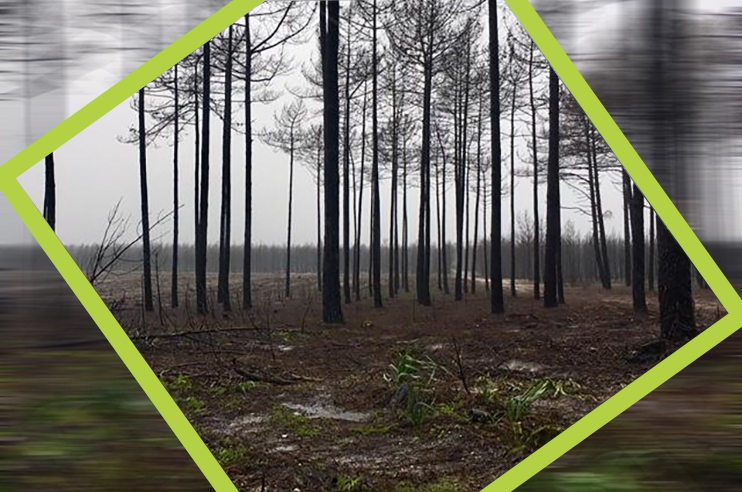 Pinhal de Leiria com a terra e árvores queimadas