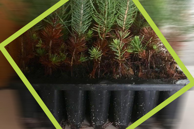 Imagem de  pinheiros-bravos por plantar